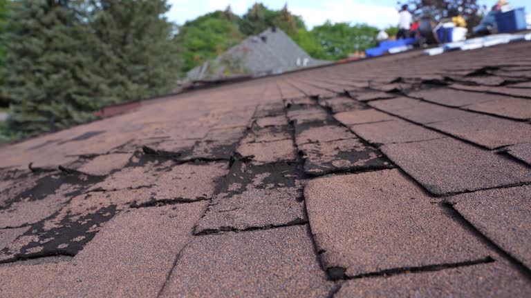 Best Asphalt Shingle Roofing  in Lemmon, SD